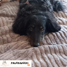 Charger l'image dans la galerie, Protège-canapé en chevron 100 % imperméable — pas juste déperlant : étanche, anti-griffes, anti-poils et anti-taches.