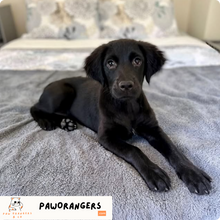 Charger l'image dans la galerie, Couverture douce et 100% imperméable pour animaux de compagnie : Spécial Automne & Hiver