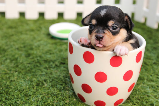 Tips for Potty Training Your Puppy