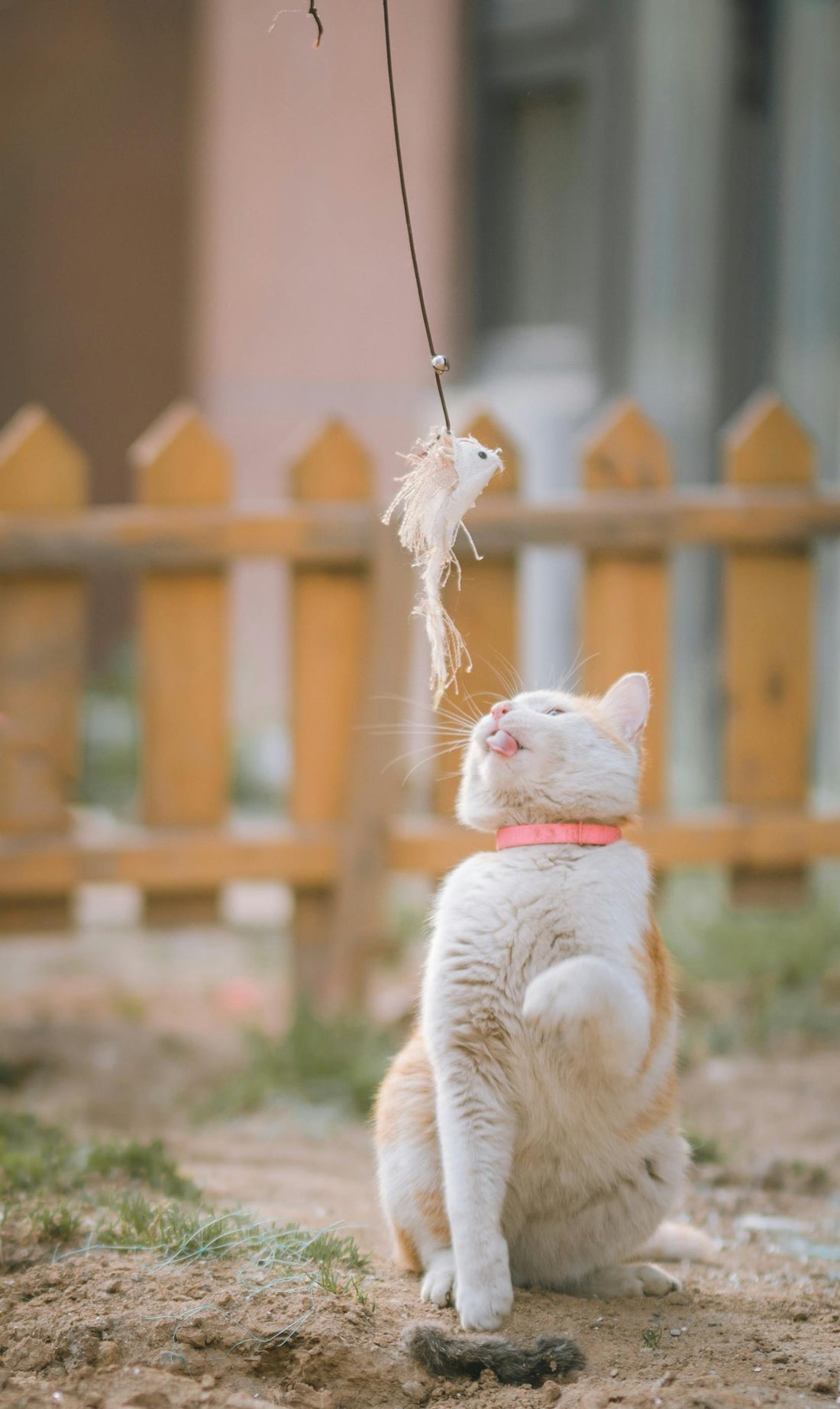 The Benefits of Mental Enrichment for Your Cat: Recommended Toys and Games