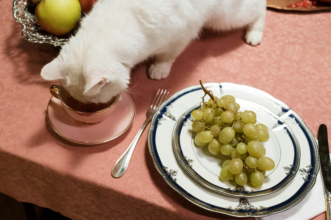 Healthy Eating for Your Pet: Tips and Tricks