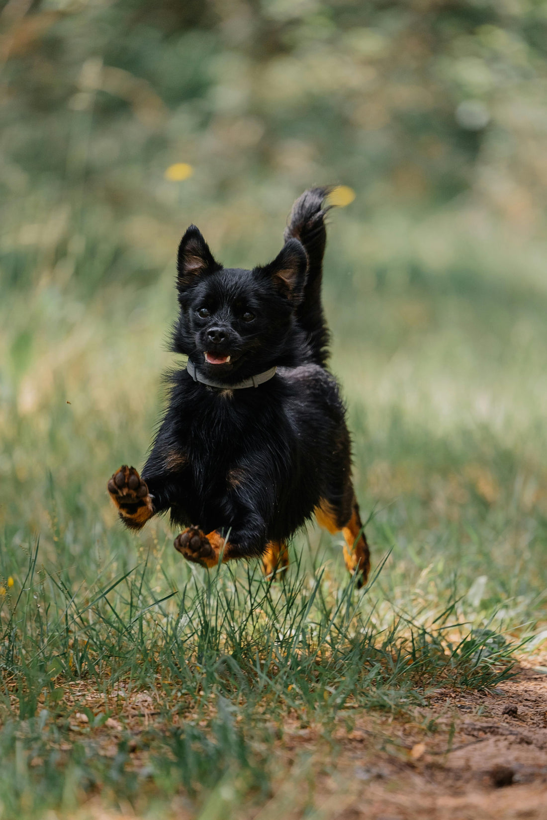 Common Dog Training Mistakes and How to Avoid Them