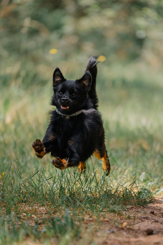 Common Dog Training Mistakes and How to Avoid Them