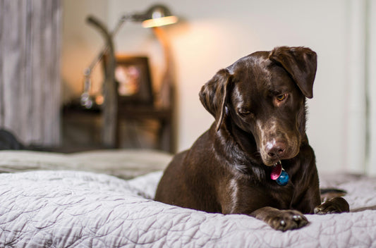 How to Choose the Right Bed for Your Dog: Comfort and Style for Every Breed