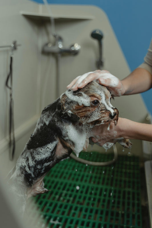 Best Practices for Grooming Your Dog at Home