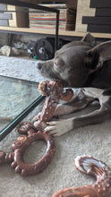Charger l&#39;image dans la galerie, Collection chewforce pour chiens : Jouets à mâcher saveur Bœuf et ultra-résistants
