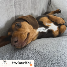 Charger l&#39;image dans la galerie, Couverture douce et 100% imperméable pour animaux de compagnie : Spécial Automne &amp; Hiver
