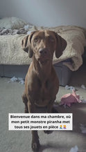 Charger et lire la vidéo dans la visionneuse de la Galerie, Collection chewforce pour chiens : Jouets à mâcher saveur Bœuf et ultra-résistants
